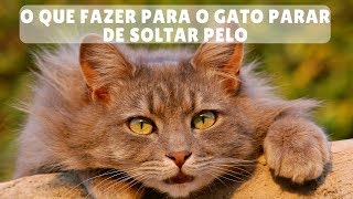 O Que Fazer Para O Gato Parar De Soltar Pelo