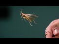 mesmerizing video flying insects in super slow motion