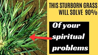 Sturborn grass spiritual uses,  This herbs will solve almost all your spiritual problems. #usa #fypシ