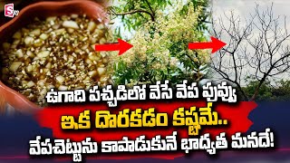 Lack of Neem Flower for Making Ugadi Pachadi | Ugadi Pachadi Flower | SumanTV Telugu