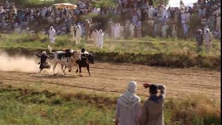 Traditional bull race in Pakistan | Bovine Boarding at Pakistan’s | Ox Race June 2019 | Haripur