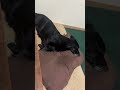 寝方🤣 寝相 眠い犬 爆睡 癒される動画 いやしわんこ 黒犬 お昼寝 平和な日常 shorts 春風 可愛い 今日のわんこ dog ミックス犬