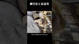 【Little Calf】乗っかりたい仔牛モンモン［過去動画］