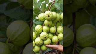 Busy Gardeners Rejoice! GUAVA TREE Growth Hacks from 10-Year Expert!