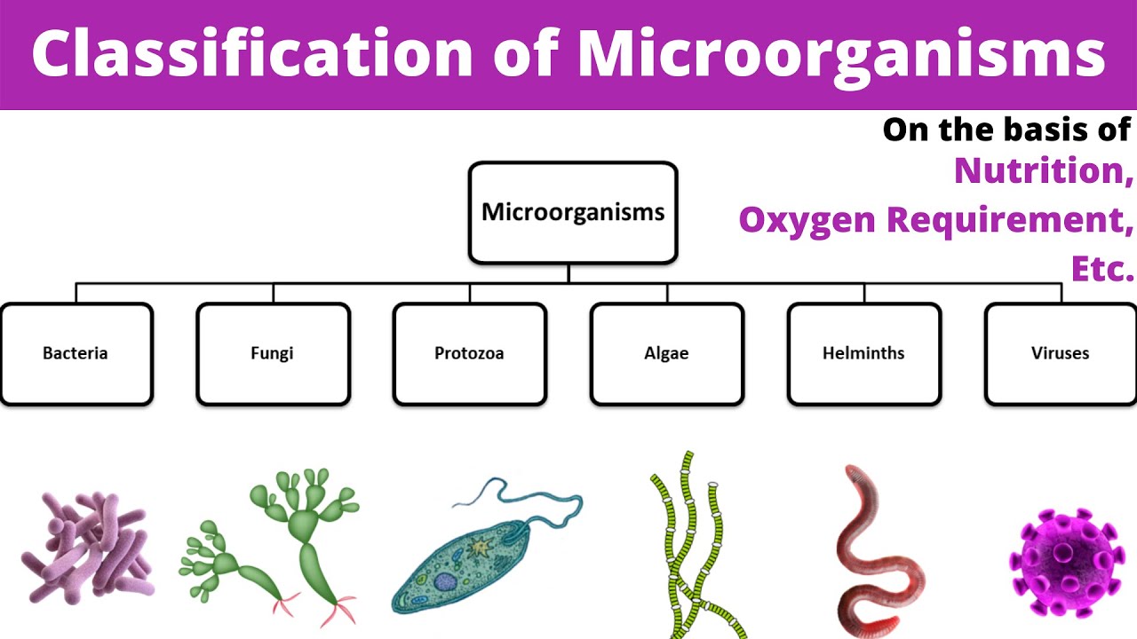 Classification Of Microorganisms | Microbiology | Types | Bsc | GNM ...