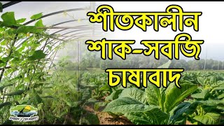 শীতকালীন ফসল ফুলকপি  | ফুলকপির খেত | ফুলকপি ২ ভিডিও