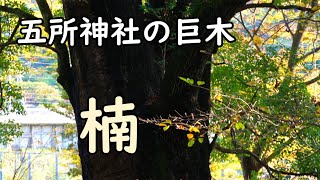 五所神社　巨木 楠　七福神全員集合  Big Camphor Tree   NCS Songs