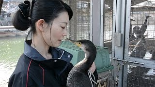 宇治川のウミウ、先輩との共同生活スタート