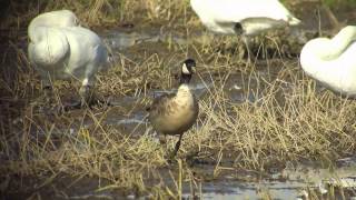 野鳥撮影・ シジュウカラガンの飛翔　Cackling goose