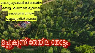 UPPUKUNNU TEA GARDEN IDUKKI തൊടുപുഴക്ക് അടുത്തുള്ള ഒരു തേയിലത്തോട്ടം കാണാം