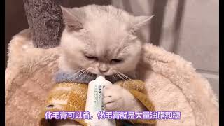 日常养猫小妙招，你学会了吗