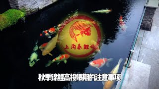 秋季锦鲤高投喂别只关注投喂量和频率了！这几个问题，千万不能忽视！