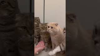 Cute moments of cats #cat #catlover #pets #funnyanimals #shortsvideo #kitten