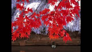 山と自然と故郷の写真動画　20241114　白川郷の紅葉