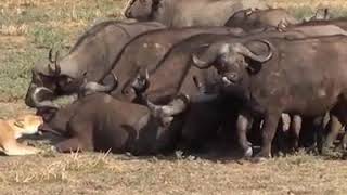 liveleak com Buffalo Herds Attack Lioness
