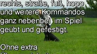 Hundetraining - Erfolg durch Unterordnung im Spiel - Rückrufkommando  Entlebucher Sennenhund Lucy