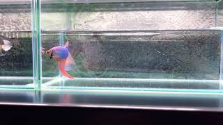 betta    ベタ　ベールテール　多彩色系