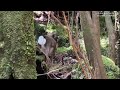 【屋久島】で見つけた野生動物~ヤクシカ サル~