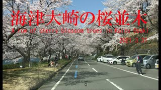 海津大崎の桜並木（A row of cherry blossom trees in Kaizu Osaki）