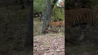 @Liyanalluvideos7034 Tiger in Wayanad forest