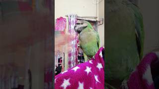 দিদির সাথে খেলা করছি #funny #balgeet  #cartoonvideo #yt #ytshorts #ytstudio #birds #bird #parrot