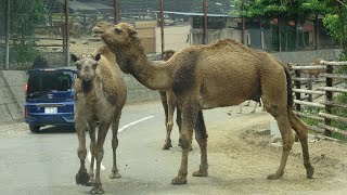 群馬サファリパーク・後編　アフリカ、猛獣エリア