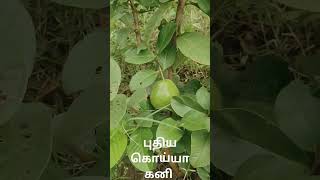 புதிய கொய்யா #music #tamil #tamilsong #melody