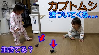 動くおもちゃにビビるかな？貸切プレイランドで2人は大満足！男女双子赤ちゃん生後1歳10ヶ月Mix twins are scared to a beetlek【カブトムシ】【プレゼント紹介】