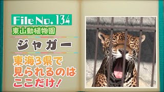 ジャガーとヒョウの簡単な見分け方は？お気に入りの遊びの後は飼育員さん「大変」　東山動植物園【どうぶつZOO鑑】2022年12月16日放送