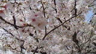 桜　情景　⑤　直方市いこいの村・はな公園　福岡県直方市永満寺