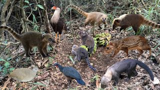 veja a ceva deu bom apareceu muito bicho só acreditei porque a câmera filmou!