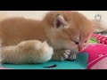 most adorable kittens national kitten day 2017