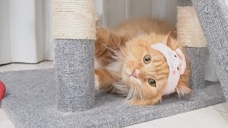 ハロウィンなので猫ちゃんも仮装！？？- Cat dressed up for Halloween