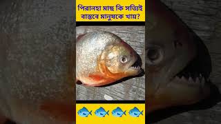 পিরানহা মাছ কি সত্যিই বাস্তবে মানুষকে খায়?🐟🐟 Do piranha fish really eat people?🐟 #shortfacts