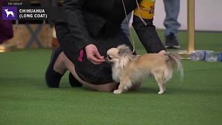 Chihuahuas (Long Coat) | WKC | Breed Judging 2020