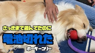 犬友が遊びに来てはしゃいでたのに..急に電池切れるボーダーコリー（笑）