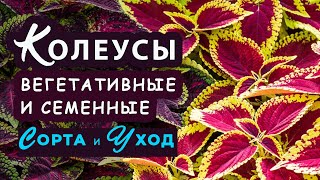 Колеус вегетативный и семенной. Уход и выращивание колеуса, сорта и гибриды