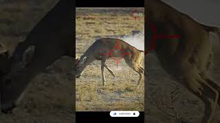 Why I Don’t Hunt With 6.5 Creedmoor #scopecam #deerhunting #bigbuck #shorts #viral #gunops #reddot