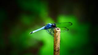 1033#昆虫#シオカラトンボ[塩辛蜻蛉]#小山内裏公園#insect#Orthetrum albistylum speciosum#Oyamadairi Park#20210826