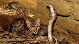 लाख खतरनाक होने के बावजूद, मुसीबत में मिले दोनो एक साथ, 60 फिट गहरे कुएं में! Cat Vs Cobra Rescue😱🐍🦮