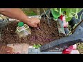 how to grow a long gourd in a baby car