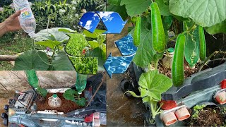 How to grow a long gourd in a baby car?