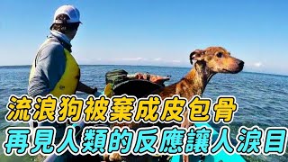 流浪狗被遺棄荒島，天天啃草根已經瘦成皮包骨，再見人類的反應讓人淚目！