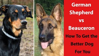 German Shepherd vs Beauceron: How To Get the Better Dog For You