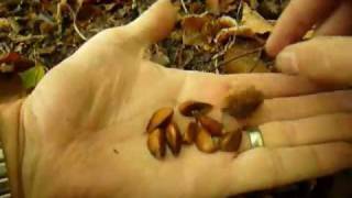 Wild Edibles: Foraging Beechnuts