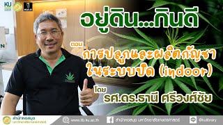 อยู่ดินกินดี | การปลูกและผลิตกัญชาในระบบปิด เพื่อทำวิจัยและเพิ่มศักยภาพการใช้ประโยชน์ทางการแพทย์