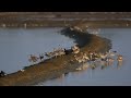 ♪鳥くん野鳥動画（thai）flock of eurasian curlew ダイシャクシギ群れ