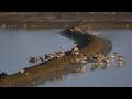 ♪鳥くん野鳥動画（thai）flock of eurasian curlew ダイシャクシギ群れ