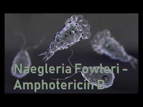 Naegleria Fowleri: Amphotericin B - YouTube