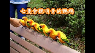 大安森林公園七隻會聽哨音的鸚鵡